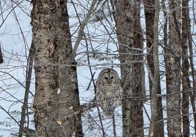 82 owl