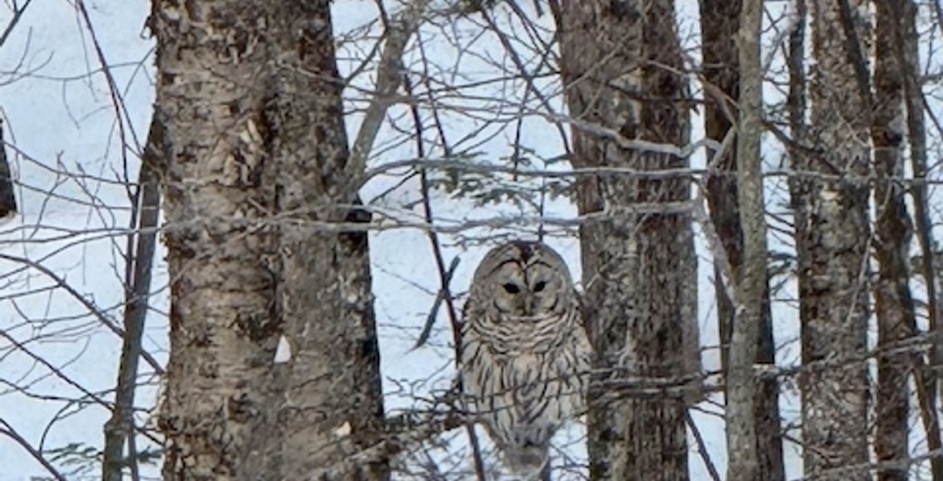 82 owl