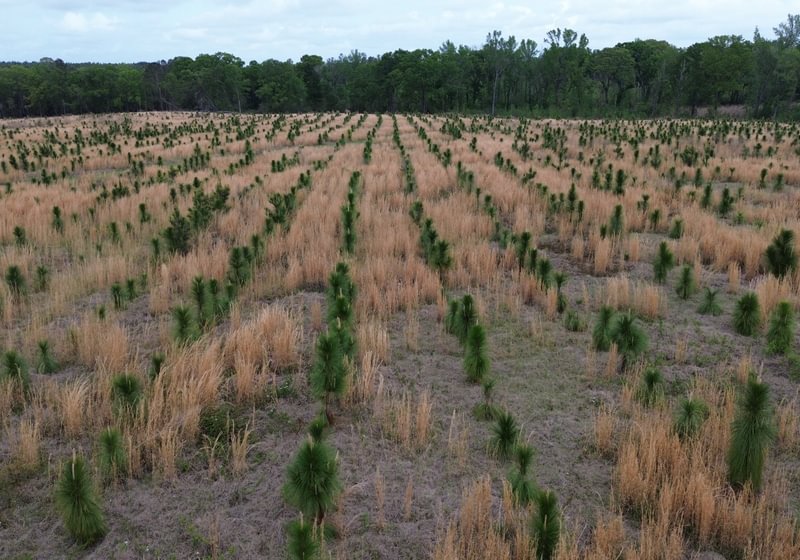 Photo 26 of West Camp Longleaf Tract 6, 133 acres, Screven County, Georgia