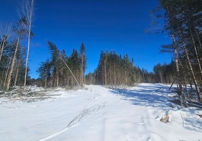 831 18 North section woods road 2