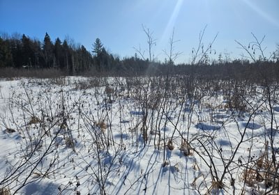 832 8 Birch stream