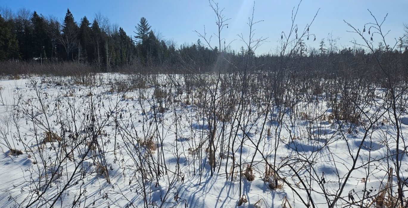 832 8 Birch stream