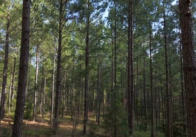 840 Cabin Creek Photo 39