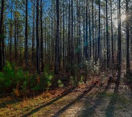 849 AFM Pines at Devereux 5