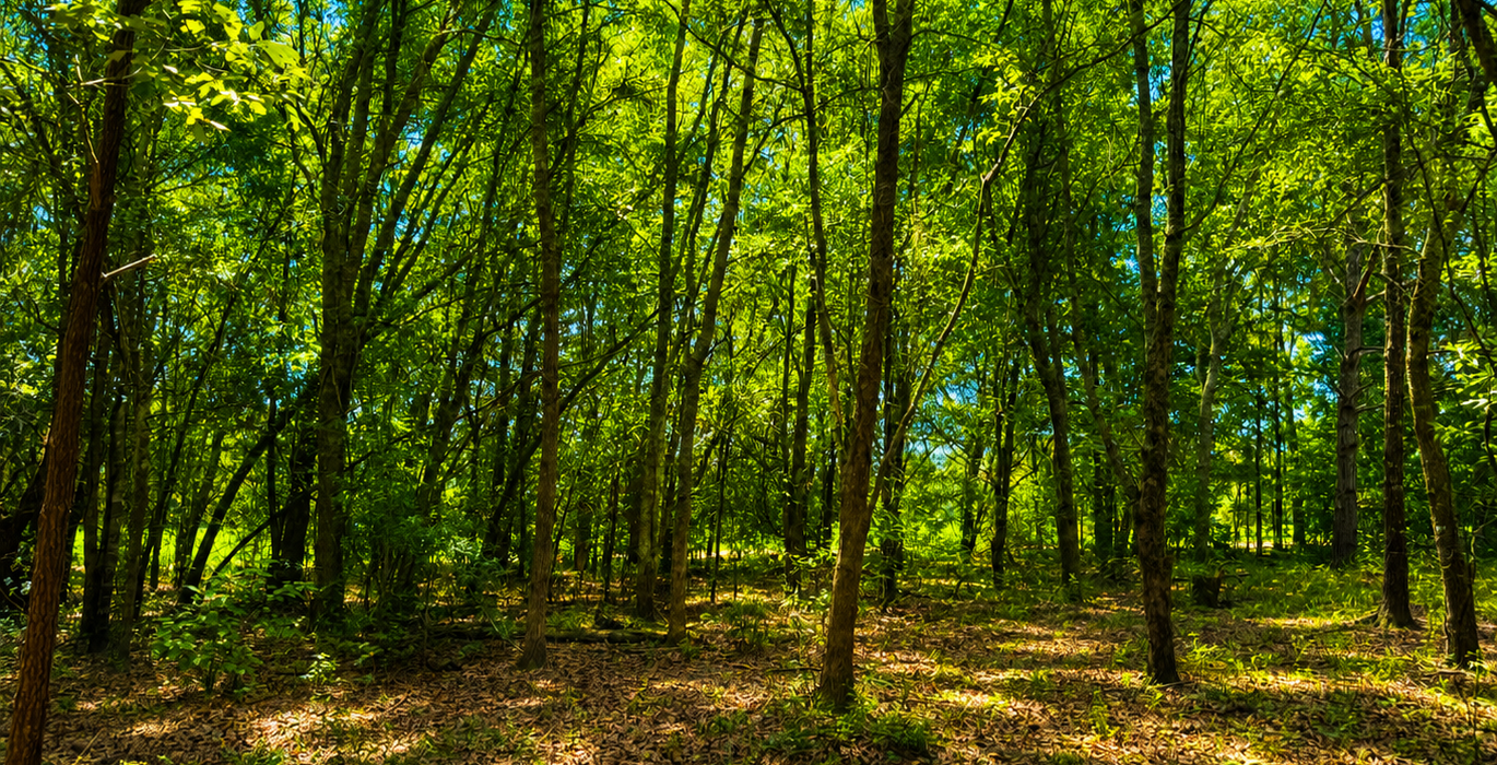 850 Field thru woods