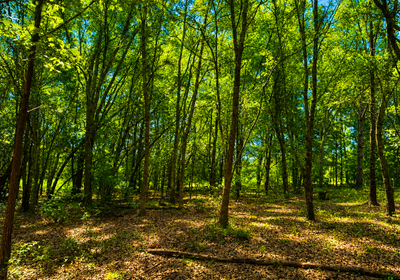 850 Field thru woods