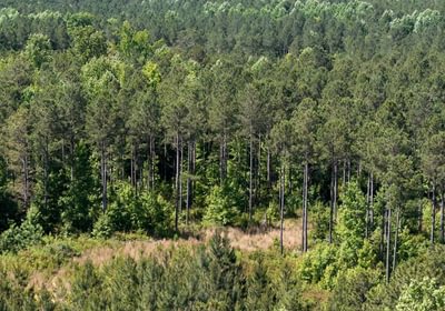 851 Horton Tract Photo 10