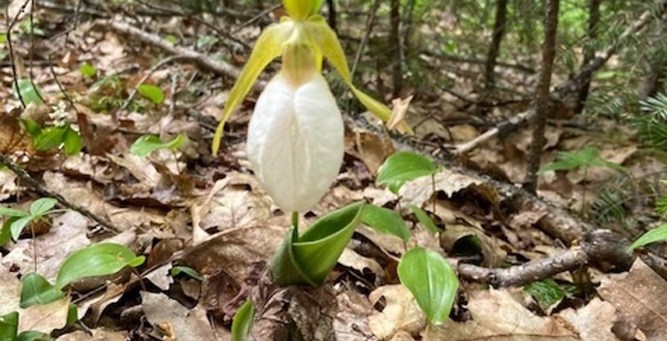 852 ladyslipper yellow