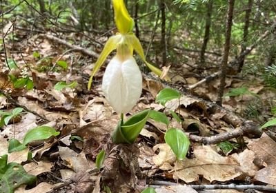 852 ladyslipper yellow