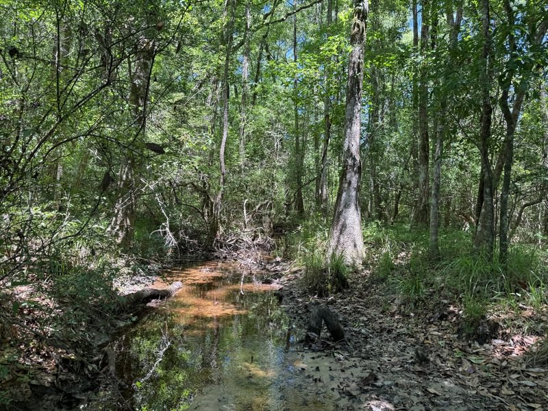 Photo 1 of Vernon North, 36 acres, Washington County, Florida