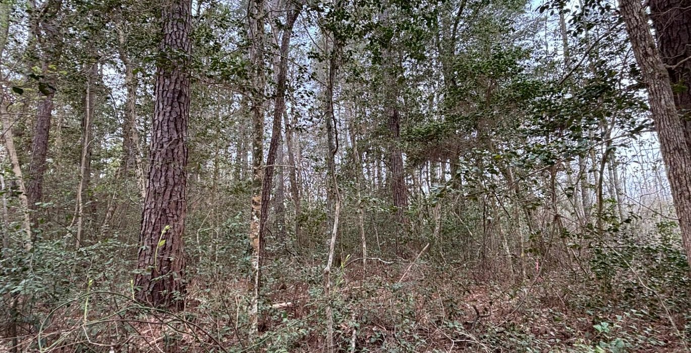 85 IMG 6438