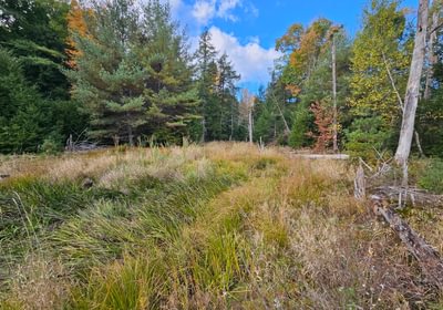 85 Wetland 3