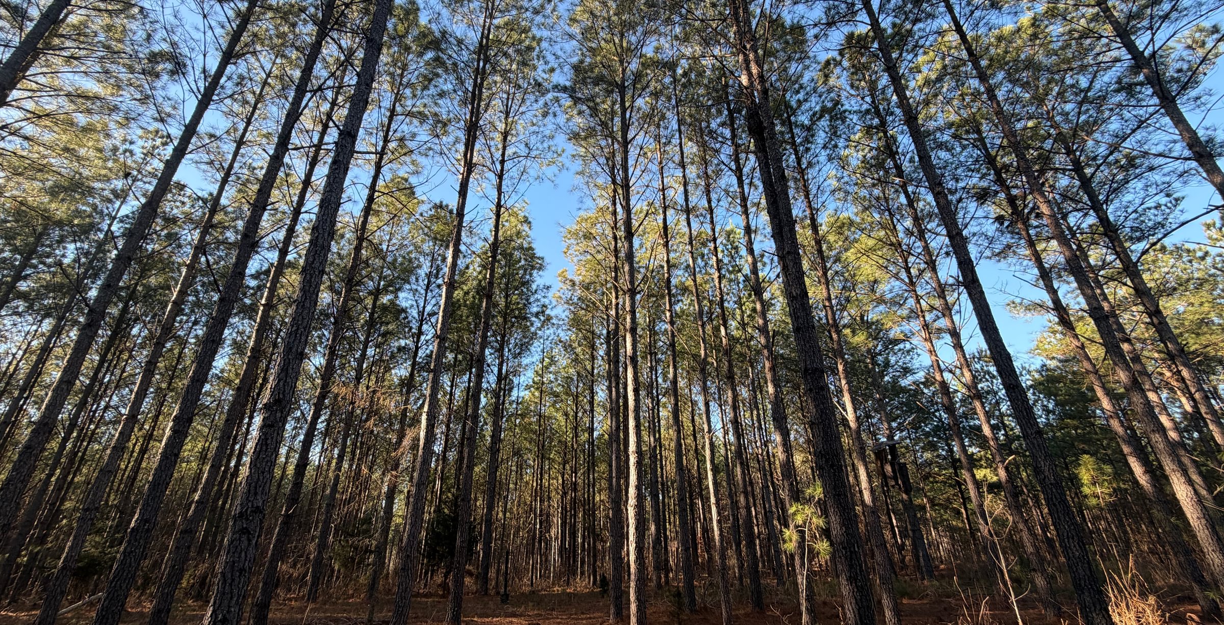 Photo 2 of Rush Creek Farms, 100.6 acres, Putnam County, Georgia