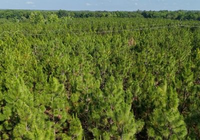 868 Longleaf Mecca Photo 17