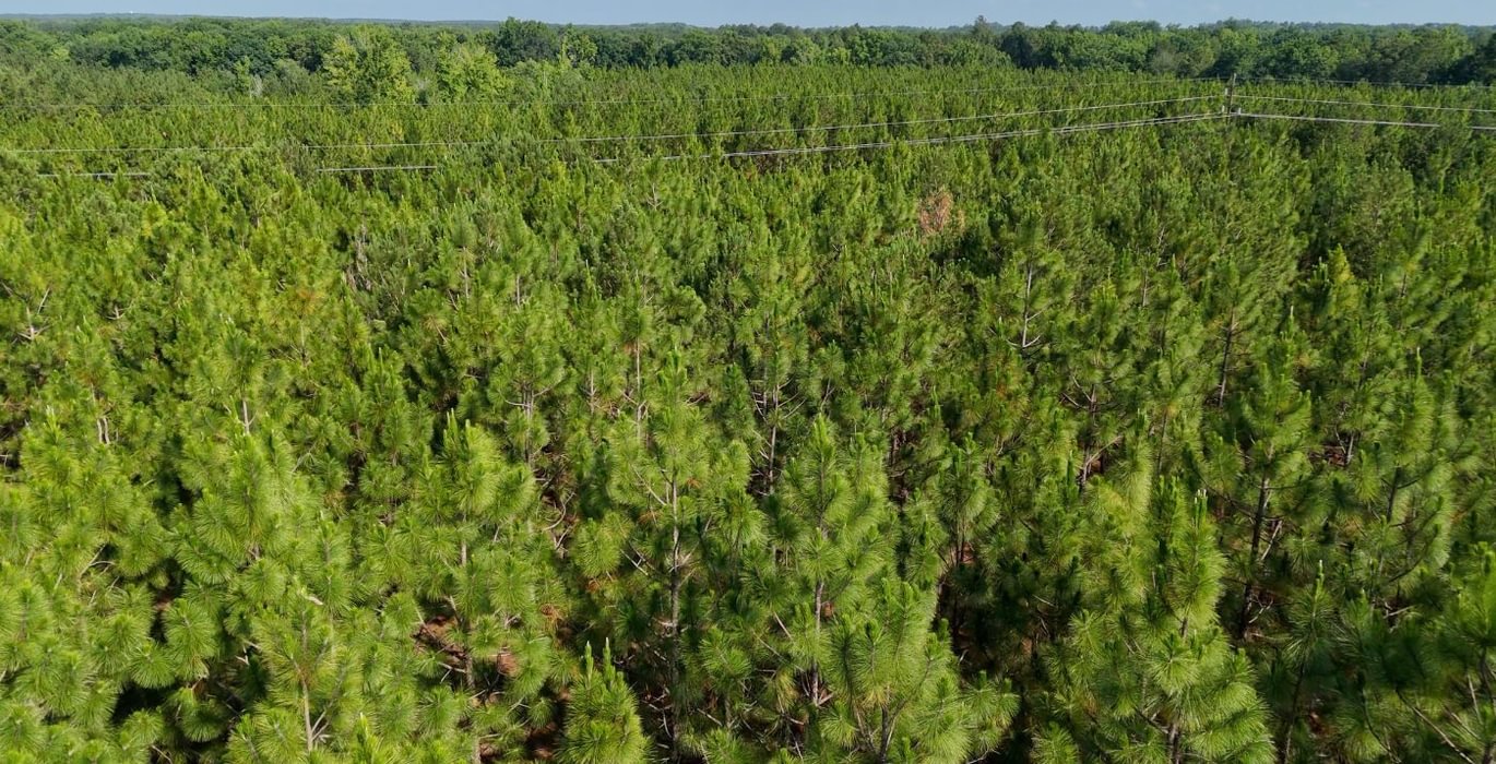 868 Longleaf Mecca Photo 17