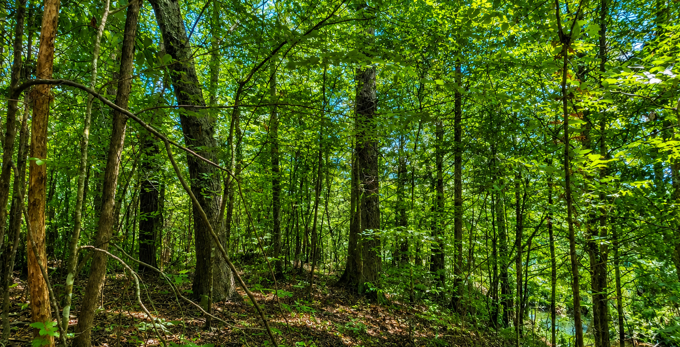 871 Hardwoods