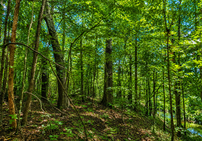 871 Hardwoods