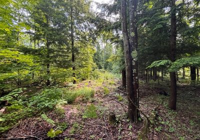 879 beartown 20