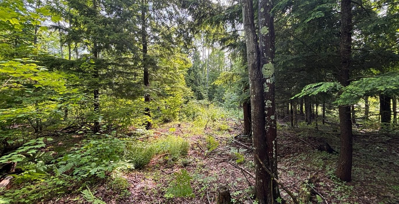 879 beartown 20