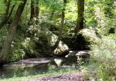 880 IMG 0909 Duck2
