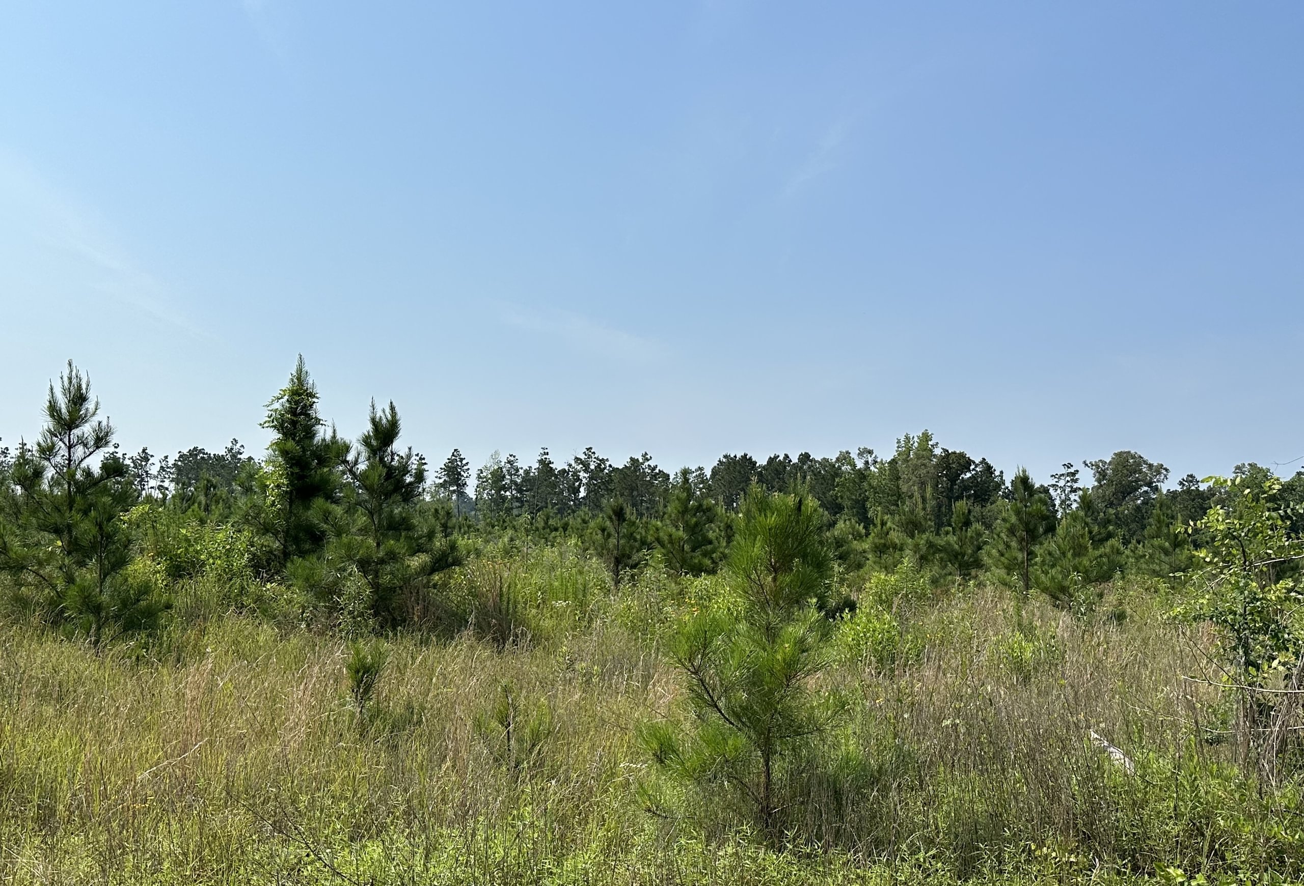 Photo 8 of L Jordan, 574 acres, Cherokee County, Texas
