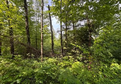 885 beartown 31