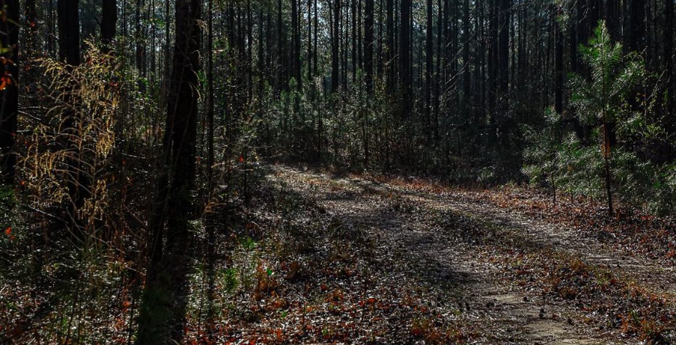 88 AFM Pines at Devereux 3