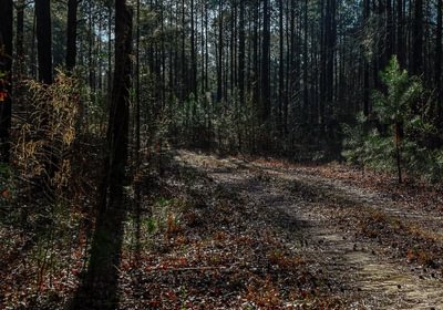 88 AFM Pines at Devereux 3