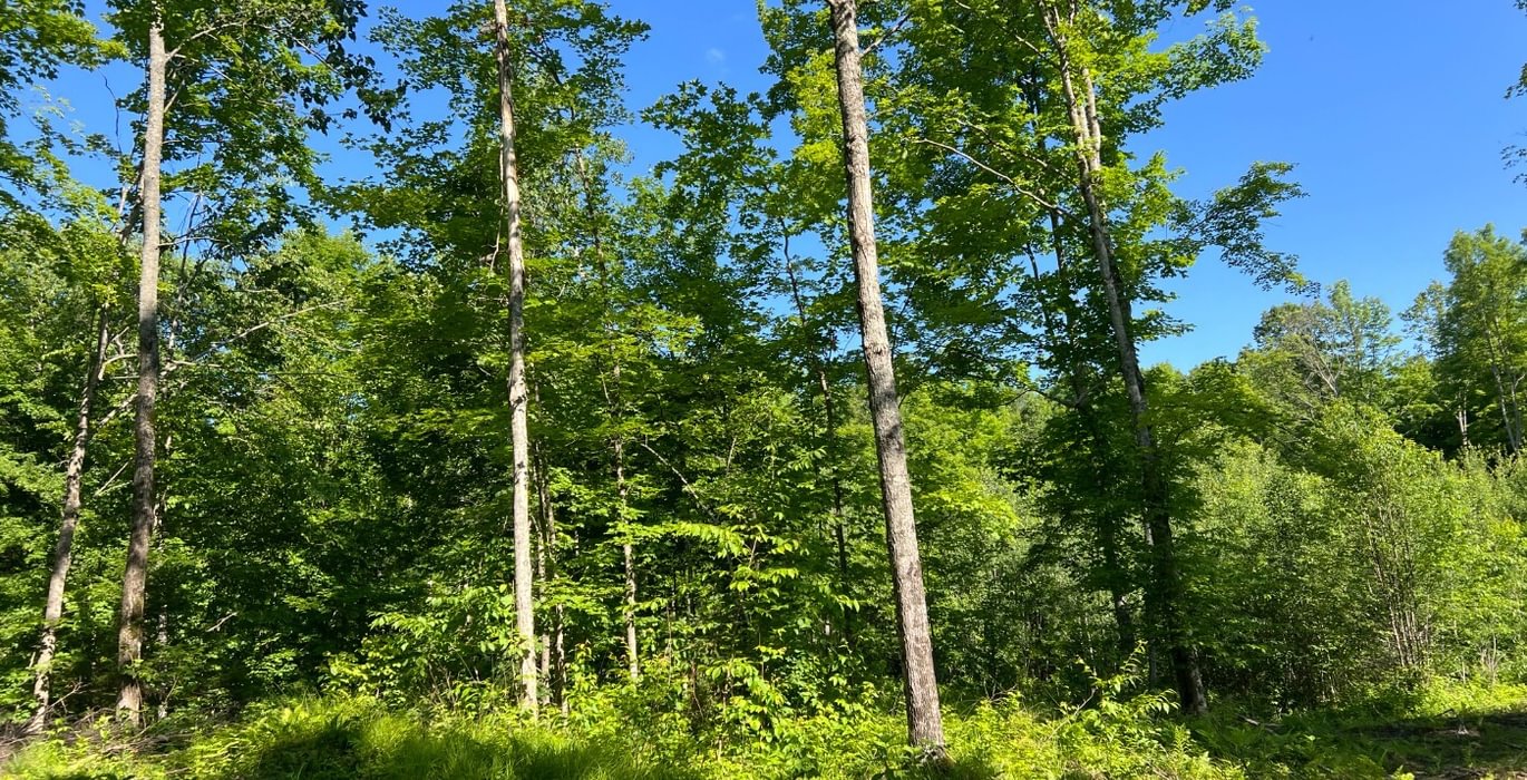 88 county line 2