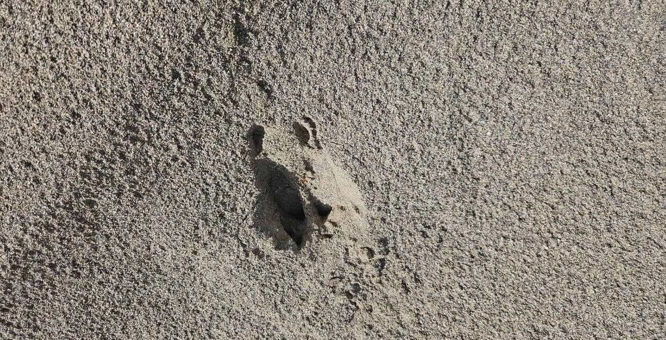 895 19 Deer track poor pic