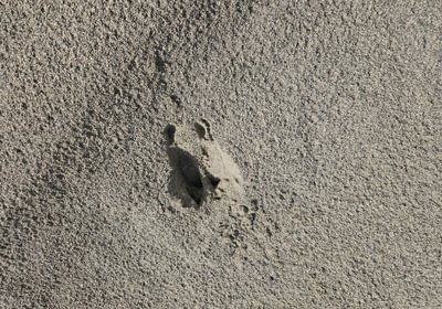 895 19 Deer track poor pic