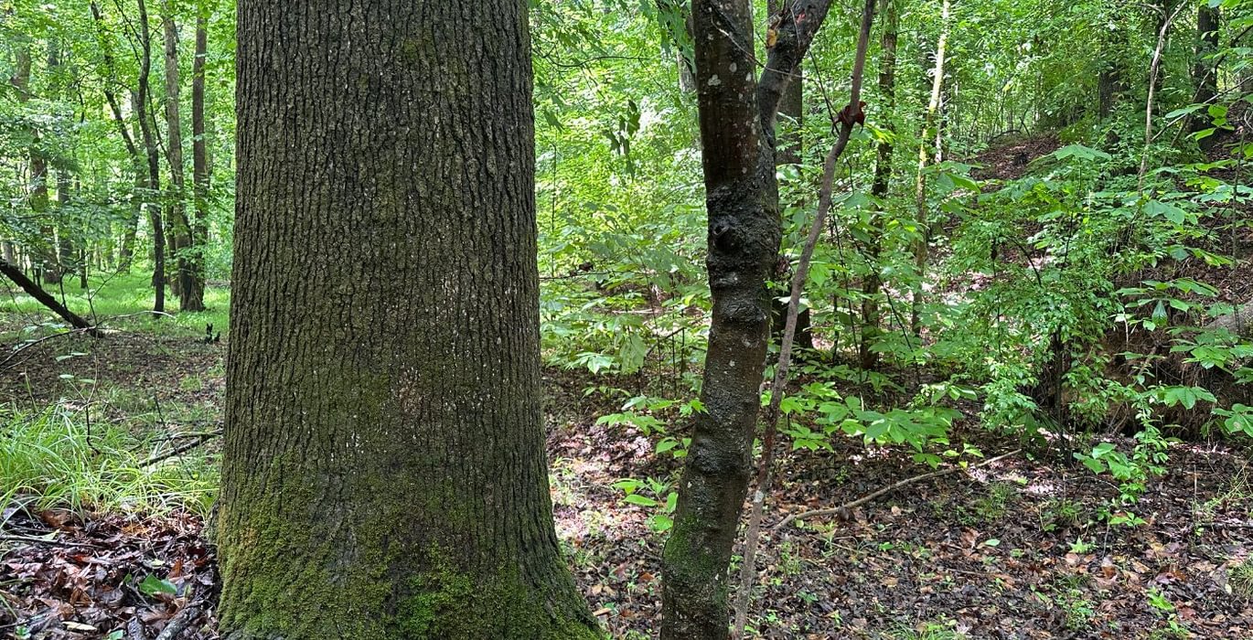 895 IMG 1488