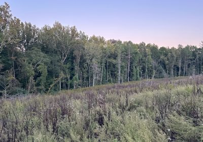 895 IMG 2821
