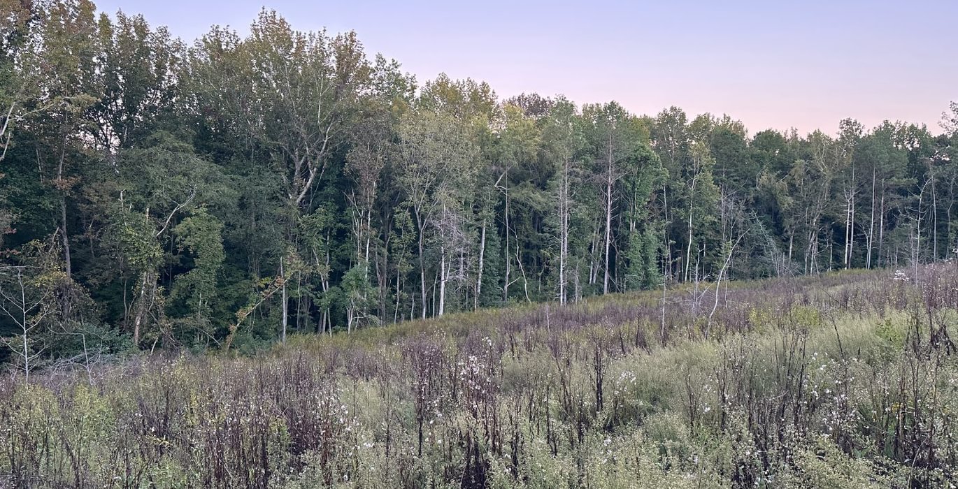 895 IMG 2821