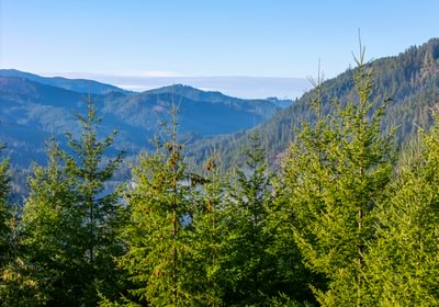 895 trees View 4
