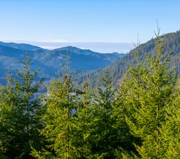 895 trees View 4