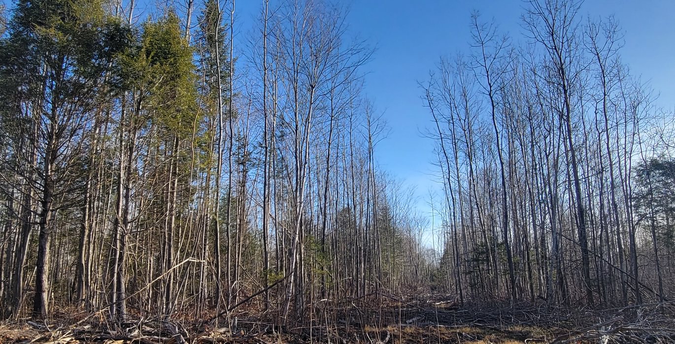 896 trees2