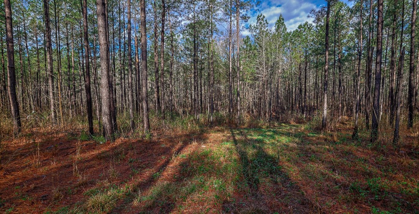 901 AFM Pines at Devereux 14