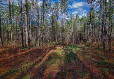 901 AFM Pines at Devereux 14