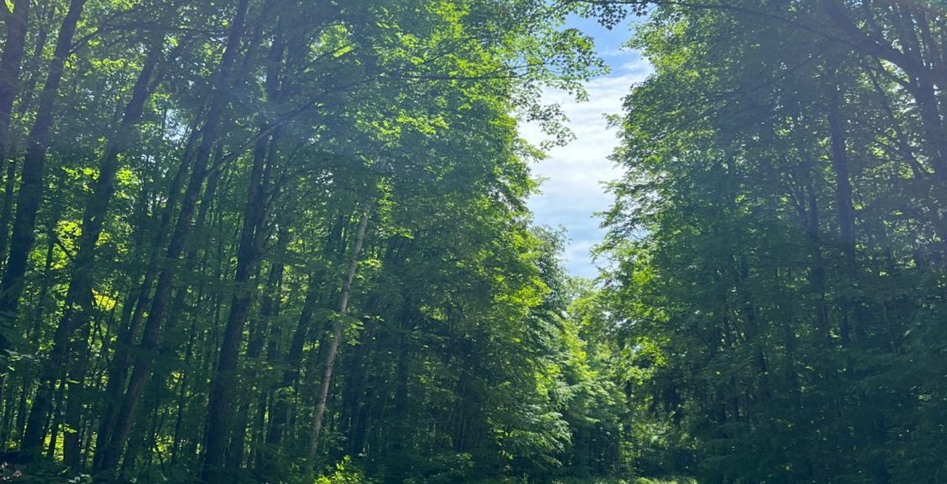 919 perchlake 1