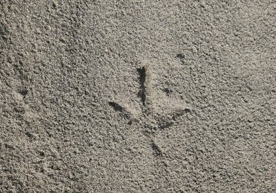 920 39 Turkey track