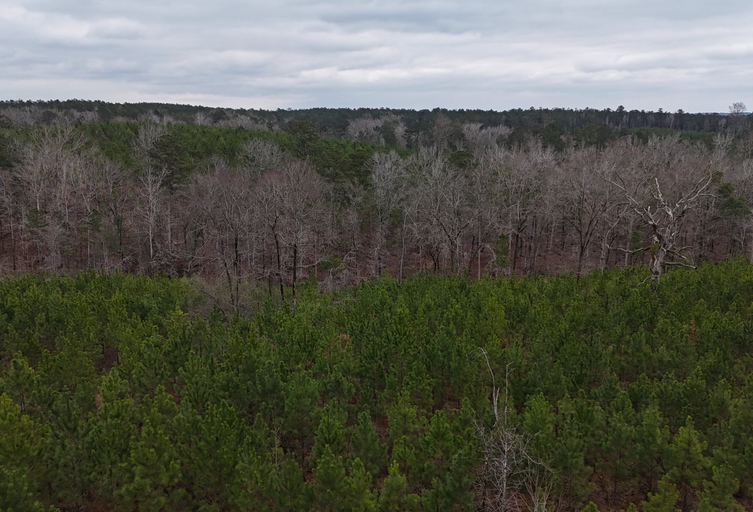 Photo 15 of Chickasaw Pines at Lake Sinclair, 131 acres, Hancock County, Georgia