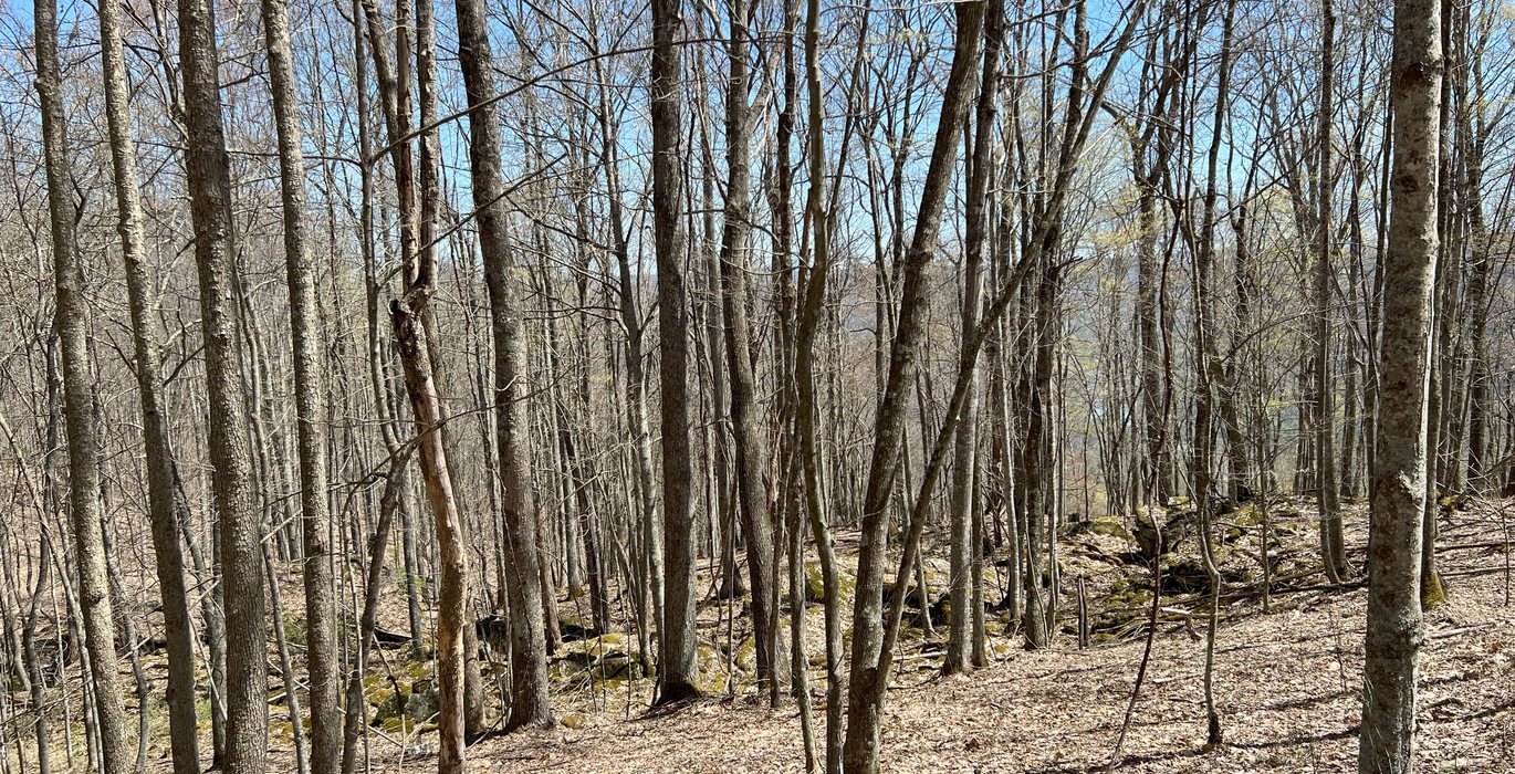 923 Timber Stand 10