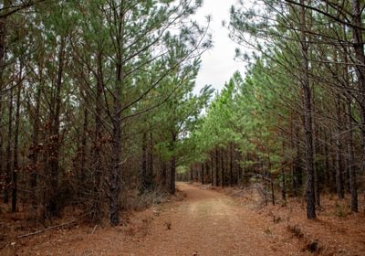 937 FORTLAWN IMG 6828