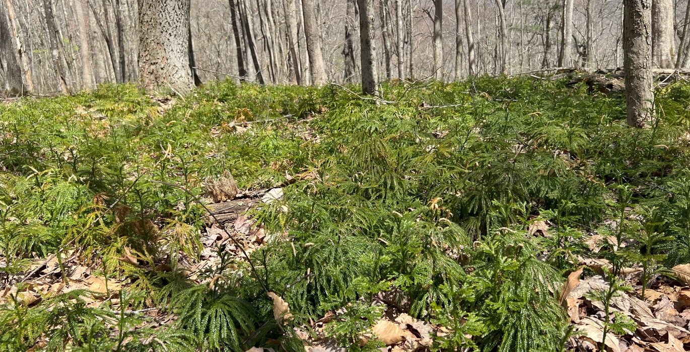 939 Ground Pine
