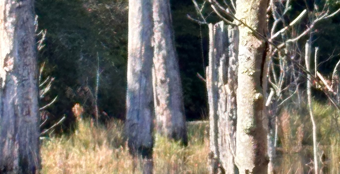 97 IMG 2678