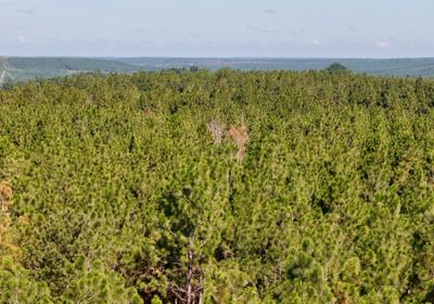 941 Horseshoe Road Photo 11