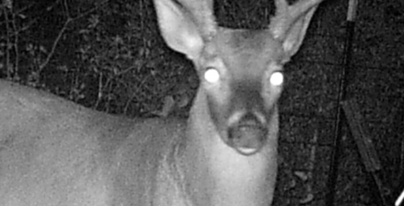 946 TAP Buck Photo