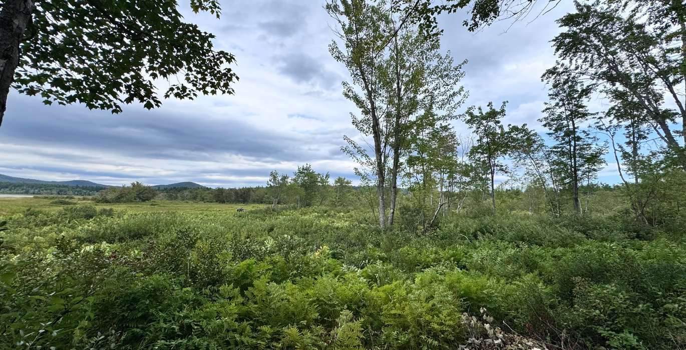 947 Meadow view across to stream 2