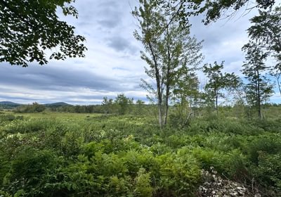 947 Meadow view across to stream 2